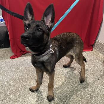 IVHS-Stray-139813 -  Belgian Shepherd Malinois Dog for Adoption in San Gabriel, California - IVHS-Stray-139813 | PetCurious