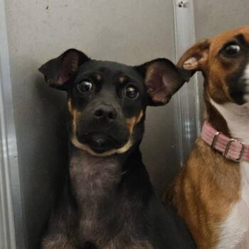 Chai -  Chihuahua and Dachshund Dog for Adoption in Wilmington, Delaware - Chai | PetCurious