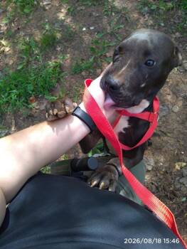 A1269727 -  Pit Bull Terrier Dog for Adoption in Charlotte, North Carolina - A1269727 | PetCurious