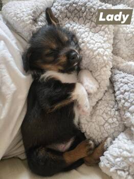 Mixed Breed Dogs Available for Adoption - Lady  | PetCurious