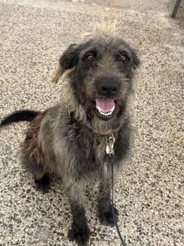 Lucy The Loyal Lovebug -  Schnauzer and Scottish Terrier Dog for Adoption in Carolina, Carolina - Lucy The Loyal Lovebug | PetCurious