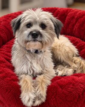 Carter -  Border Terrier and Miniature Poodle Dog for Adoption in Fairfield, Connecticut - Carter | PetCurious