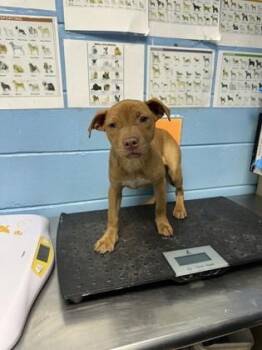 Pit Bull Terrier and Mixed Breed Dogs Available for Adoption - Sexy Red | PetCurious