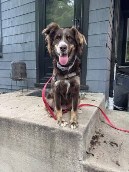 Chassis -  Australian Shepherd Dog for Adoption in New Albany, Ohio - Chassis | PetCurious