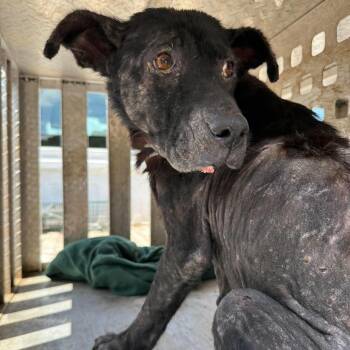 Senora -  Mixed Breed Dog for Adoption in Columbia, South Carolina - Senora | PetCurious