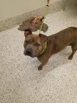 Dollee -  Mixed Breed Dog for Adoption in Atlanta, Georgia - Dollee | PetCurious
