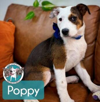 Labrador Retriever and Pit Bull Terrier Dogs Available for Adoption - Poppy Lou Zoomieboo | PetCurious