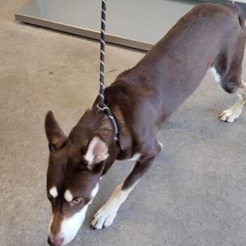 110068 -  Mixed Breed Dog for Adoption in Las Cruces, New Mexico - 110068 | PetCurious