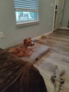 American Bulldog Dogs Available for Adoption in Lakeland, Florida - Sage | PetCurious