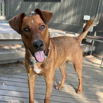 Max -  Retriever Dog for Adoption in Chicago, Illinois - Max | PetCurious