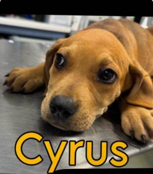 Cyrus -  Hound Dog for Adoption in Churchville, New York - Cyrus | PetCurious