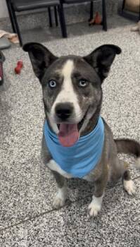 Curly -  Husky and Labrador Retriever Dog for Adoption in Aurora, Illinois - Curly | PetCurious
