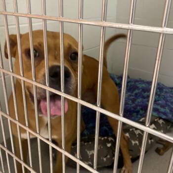 Rescue Pit Bull Terrier Dogs for Adoption in Chattanooga, Tennessee - Rudy | PetCurious