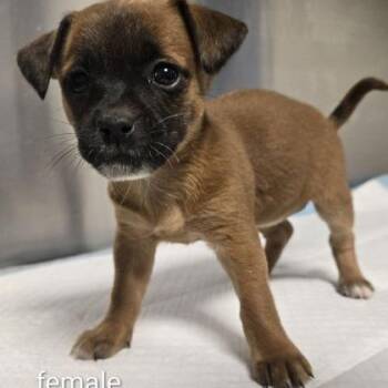 Petal -  Chihuahua Dog Available for Adoption in Fresno, California - Petal | PetCurious