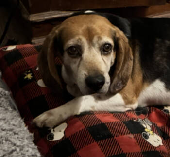 Rescue Beagle Dogs for Adoption in Raleigh, North Carolina - Porthos | PetCurious