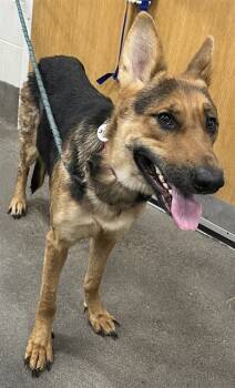 Rescue German Shepherd Dog Dogs for Adoption - LASSEY | PetCurious