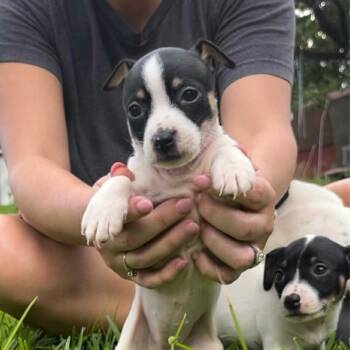 Rescue Rat Terrier and Dachshund Dogs for Adoption in Baton Rouge, Louisiana - Livy | PetCurious