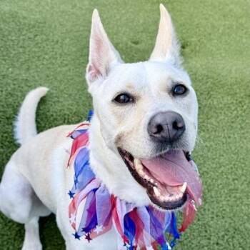 Magnolia -  Mixed Breed Dog for Adoption in Largo, Florida - Magnolia | PetCurious