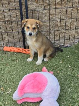Labrador Retriever and German Shepherd Dog Dogs Available for Adoption in Apache Junction, Arizona - Baloo | PetCurious