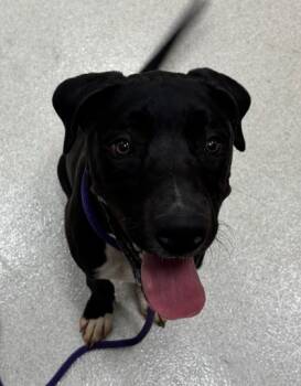 Rescue Black Mouth Cur and Staffordshire Bull Terrier Dogs for Adoption in Honolulu, Hawaii - 59720228 | PetCurious