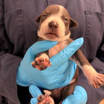 Cattle Dog and Mixed Breed Dogs Available for Adoption - All Bran | PetCurious