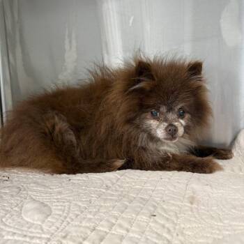Pomeranian Dogs Available for Adoption in Lake Panasoffkee, Florida - Arctos | PetCurious