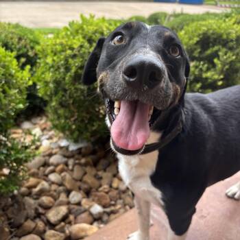 Bessie -  Labrador Retriever Dog for Adoption in Pearland, Texas - Bessie | PetCurious