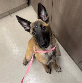 CLARA -  Belgian Shepherd Malinois Dog for Adoption in Baytown, Texas - CLARA | PetCurious
