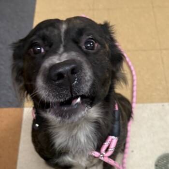 Rescue Mixed Breed Dogs for Adoption in Winston-salem, North Carolina - Meech | PetCurious