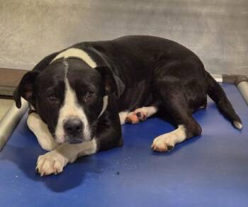 Jude - URGENT -  Pit Bull Terrier Dog for Adoption in Thousand Oaks, California - Jude - URGENT | PetCurious
