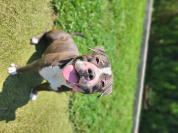Butters -  Bulldog Dog for Adoption in Wooster, Ohio - Butters | PetCurious