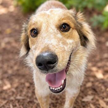 Mac -  Collie and Cattle Dog Dog for Adoption in Boerne, Texas - Mac | PetCurious