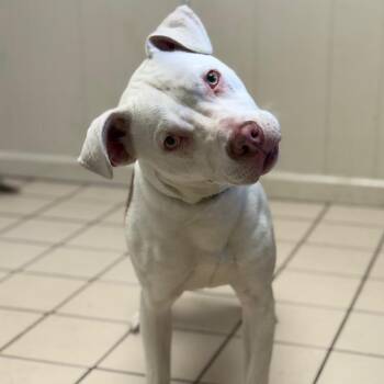 Pit Bull Terrier Dogs Available for Adoption - TUSC-Stray-83426 | PetCurious