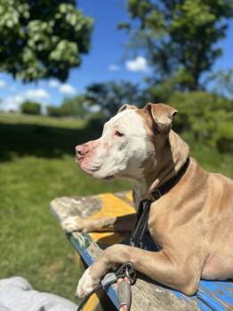 Matilida -  Pit Bull Terrier Dog for Adoption in Towanda, Pennsylvania - Matilida | PetCurious