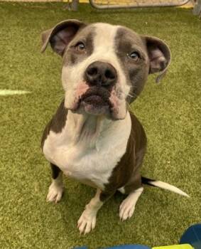 Chase -  Mixed Breed Dog for Adoption in Fort Worth, Texas - Chase | PetCurious