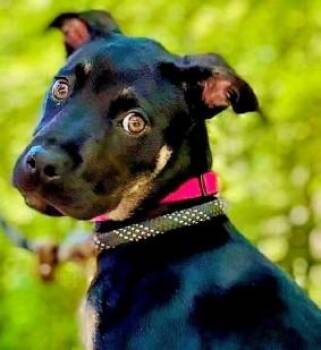 Isla -  Terrier and Mixed Breed Dog for Adoption in Morristown, New Jersey - Isla | PetCurious