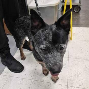 Mixed Breed Dogs Available for Adoption in Davenport, Iowa - Didgeridoo | PetCurious