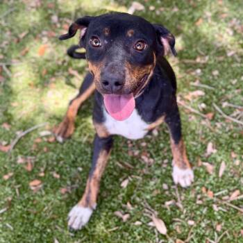 Clover -  Mixed Breed Dog for Adoption in Milton, Florida - Clover | PetCurious