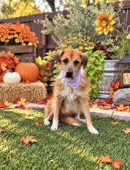 Lassie -  Border Collie and Shepherd Dog for Adoption in San Antonio, Texas - Lassie | PetCurious