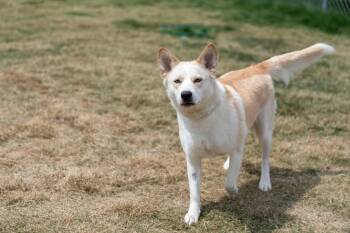 Rescue Husky Dogs for Adoption in Dripping Springs, Texas - Florence | PetCurious