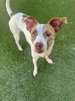 Rescue Jack Russell Terrier and Chihuahua Dogs for Adoption in Tempe, Arizona - Destiny | PetCurious