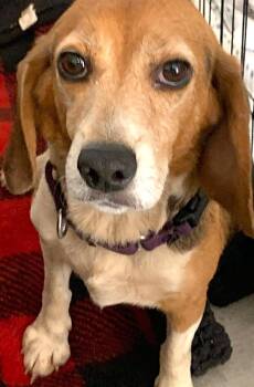 Rosa Lee -  Beagle Dog for Adoption in Dunnellon, Florida - Rosa Lee | PetCurious