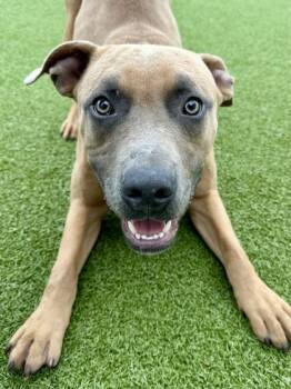 Rescue Mixed Breed Dogs for Adoption in Wichita, Kansas - Clavell (FOSTER TO ADOPT) | PetCurious