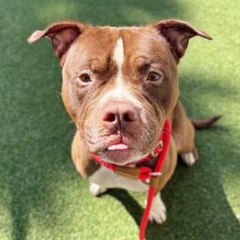 Draco -  Boxer and Mixed Breed Dog for Adoption in Brentwood, Missouri - Draco | PetCurious