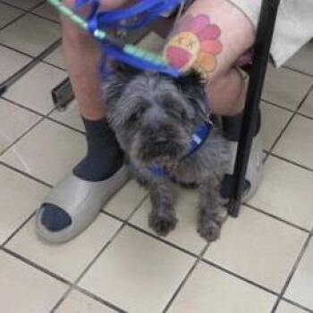 Schnauzer Dogs Available for Adoption in West Palm Beach, Florida - Jeff | PetCurious