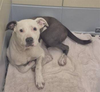 MARSHMALLOW -  Staffordshire Bull Terrier and Mixed Breed Dog for Adoption in Houston, Texas - MARSHMALLOW | PetCurious