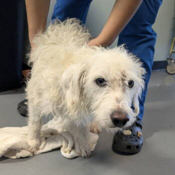 Rescue Terrier Dogs for Adoption in Chico, California - TOFFEE | PetCurious