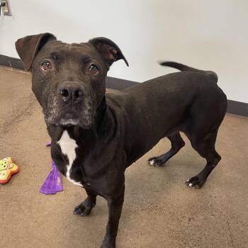 Candle -  Mixed Breed Dog for Adoption in Mishawaka, Indiana - Candle | PetCurious