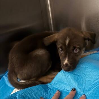 Texas Ranger -  Mixed Breed Dog for Adoption in Columbus, Georgia - Texas Ranger | PetCurious