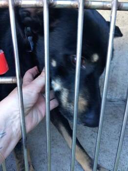 German Shepherd Dog and Mixed Breed Dogs Available for Adoption in Fort Lauderdale, Florida - KATRINA | PetCurious